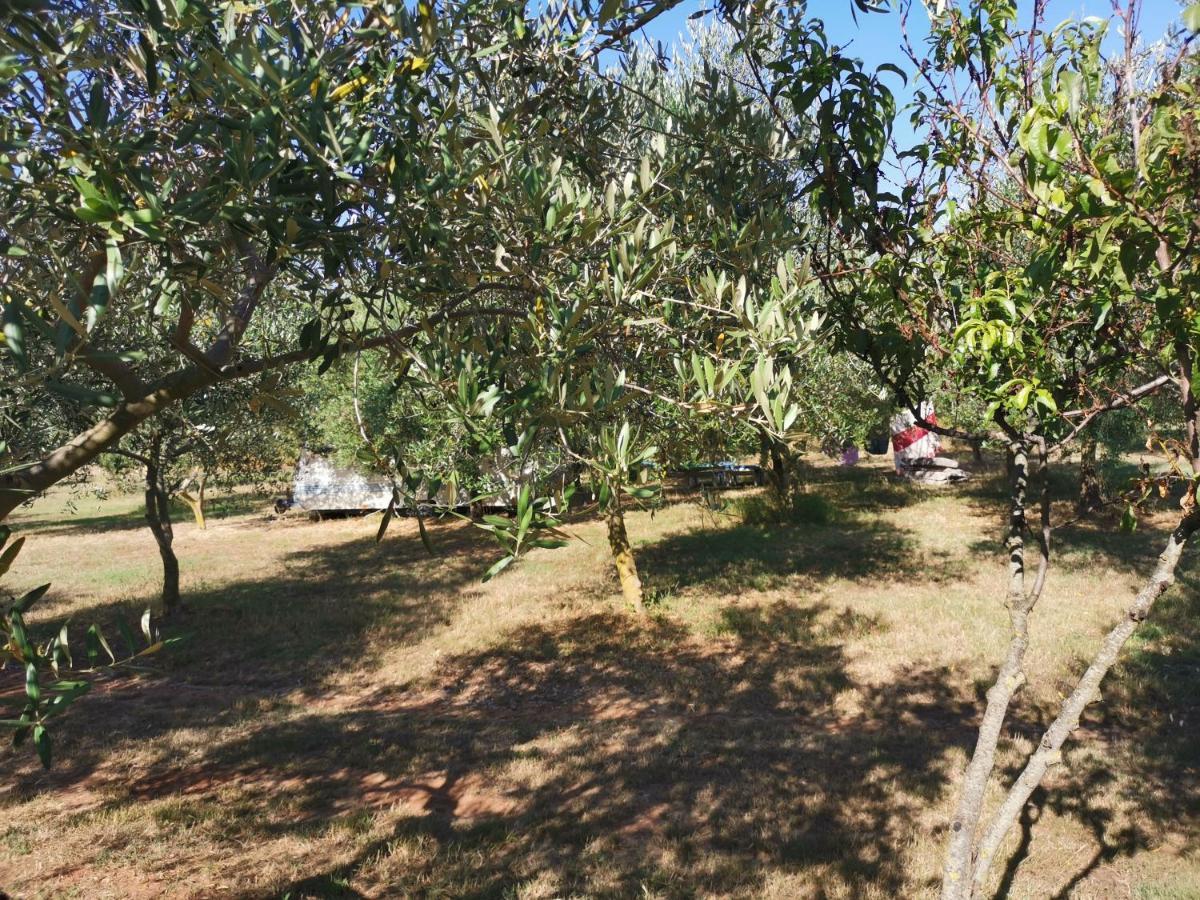 Jacuzi Cottage In The Olive Grove بولا المظهر الخارجي الصورة