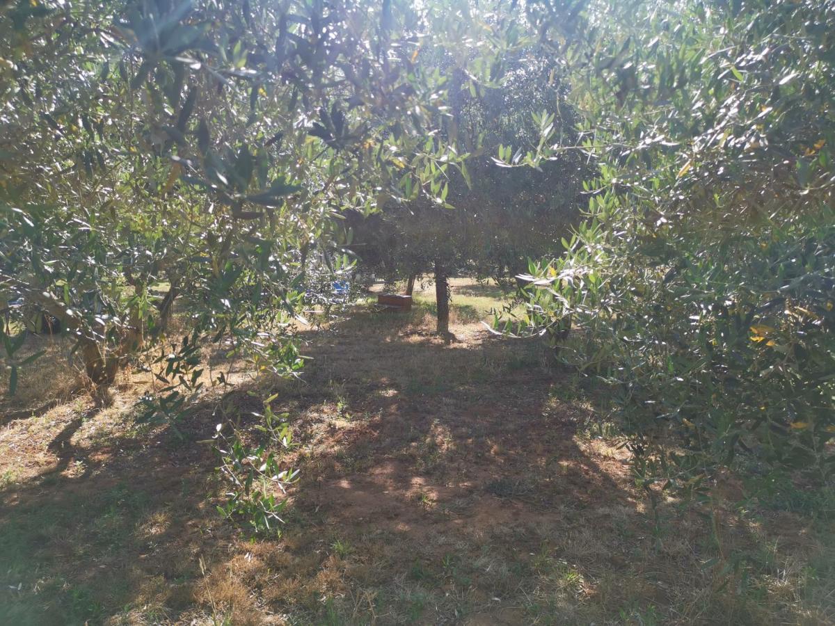 Jacuzi Cottage In The Olive Grove بولا المظهر الخارجي الصورة