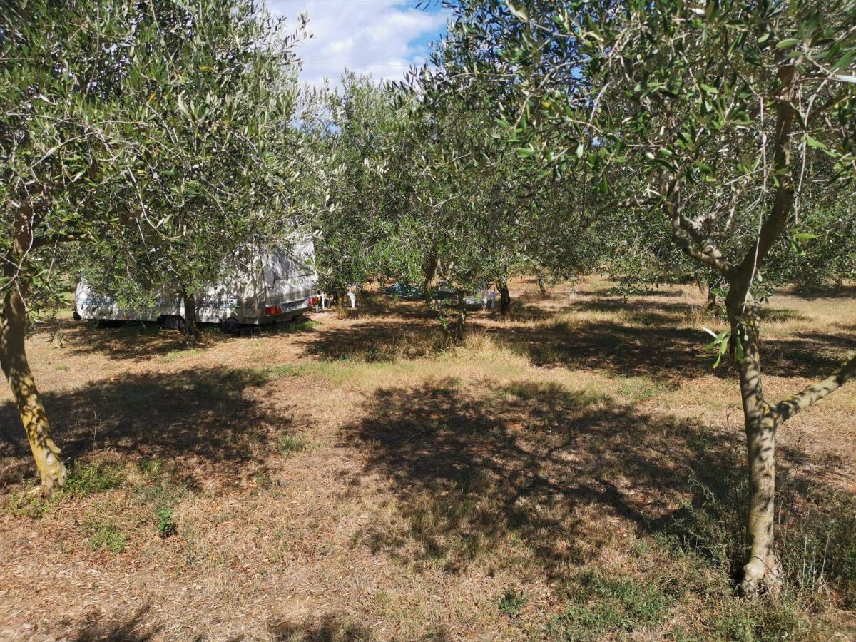 Jacuzi Cottage In The Olive Grove بولا المظهر الخارجي الصورة
